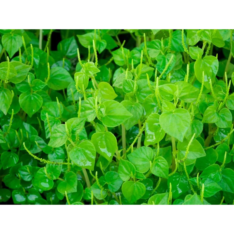 2000+ Seeds Crab Claw Herb Seeds rau cang cua Pepper