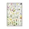 Tennessee Prairie Wildflower Identification Chart | Picture ID Poster for