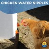 Lil'Clucker Horizontal Chicken Waterer Nipples, Pack of 15 Chicken Nipple