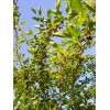 Tree Red Mulberry Tree 8 Cuttings 7"-9' long Organic Leave