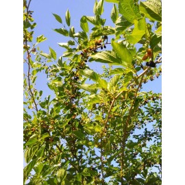 Tree Red Mulberry Tree 8 Cuttings 7"-9' long Organic Leave & Fruit Edible tea Organic