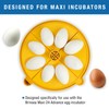 Brinsea Extra Large Egg Quadrant Insert for Maxi Advance Incubator
