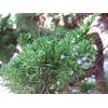 Hollywood Juniper | Juniperus Chinensis Torulosa | 2 Live Gallon