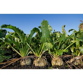 TomorrowSeeds - Sugar Beet Seeds - 600+ Count - for 2026 Planting White Albino Mangel Turnip Garden Beetroot Common Sucrose Sweet Beets Root Vegetable Non-GMO Grow Your Own Home Farm Patio Healthy