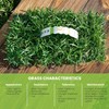 SodPods® Centipede Grass Plugs for Lawn Repair, 3" x 3"