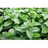 100+ Mojito Mint Seeds, Heirloom Herb Non-GMO, Fragrant Rare! Ships