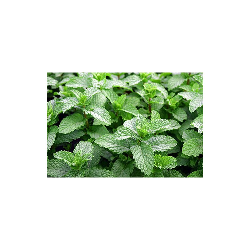 100+ Mojito Mint Seeds, Heirloom Herb Non-GMO, Fragrant Rare! Ships