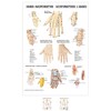 Sport-Tec Hand Acupuncture Mini Poster Anatomy 34 x 24 cm