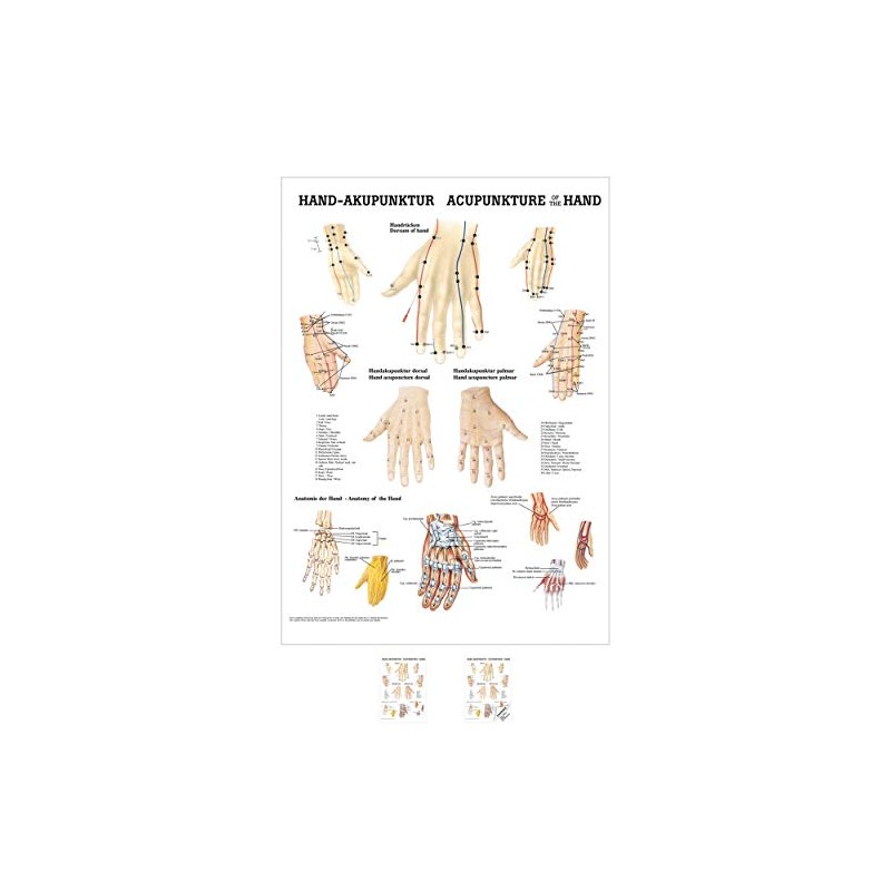 Sport-Tec Hand Acupuncture Mini Poster Anatomy 34 x 24 cm