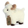 Aurora - Eco Nation - Ram - 20.32cm.