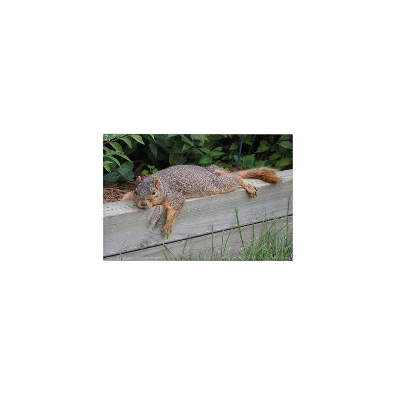 CafePress Laying Squirrel Rectangle Magnet, 3"x2" Refrigerator Magnet