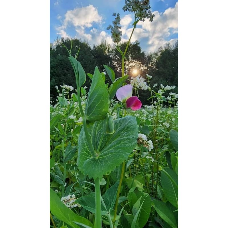Crush Seeds of Science Food Plot Seed - Summer Crush