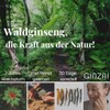 GINZAI Conditioner 300 ml with Ginseng, vegan, against dry and