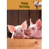 Pig Birthday Card
