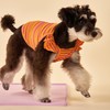 FURTiZEN Stripe Ruffle Tank for Dogs - Striped Dog Tank