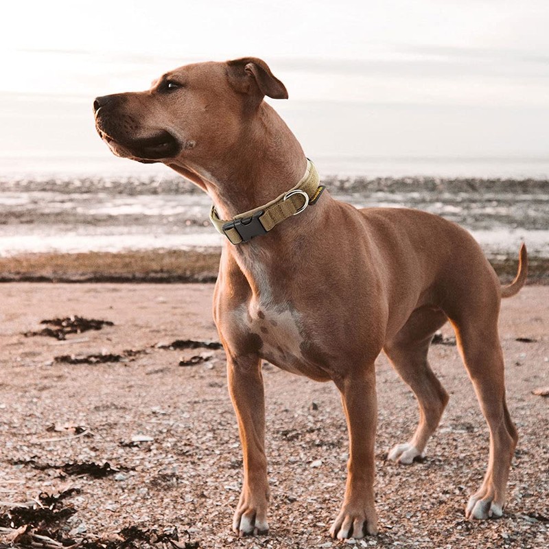Excellent Elite Spanker Dog Collar for Small Dogs, Nylon, Super