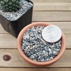 1lb #10 Grid Top Soil Dressing Pebbles for Seed Germination