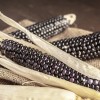 Nygardenia 50pcs Blue Corn Heirloom Seeds - Non-GMO, Open-Pollinated, Flour