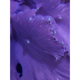 LPS Live corals wysiwyg PURPLE WITH GREEN POLYP LEATHER CABBAGE CORAL 2+ INCH