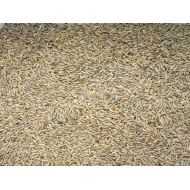Lewis Family Farm 15 lb Cereal Rye Grain Seeds Open Pollinated Cover Crop Forage Deer Plot Food