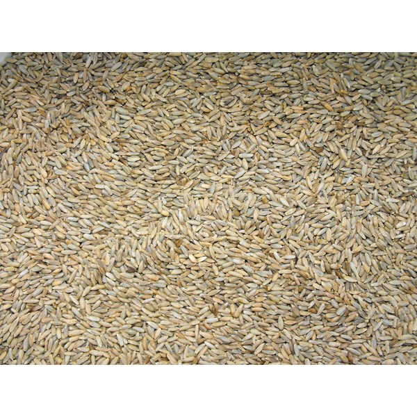 Lewis Family Farm 15 lb Cereal Rye Grain Seeds Open