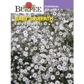 Burpee Early Snowball Baby's Breath Flower Seed Perennial Full Sun Seeds Packet
