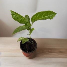 Passion Fruit Plant With Pot 8” Live Plant Ready To Plant