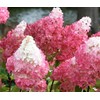 Vanilla Strawberry Hydrangea - Live Plant - Full Gallon Pot