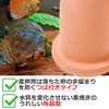 Startside Tropical Fish with Protective Net Cover for Frying/Spawning/Breeding/Discus/Aquarium/Bleeding/Egg-Prevention/Earthenware (Brown