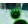 New Marimo Moss 3 Balls 0.5 inch (1.3cm) (Cladophora) Live