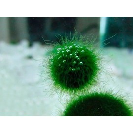 New Marimo Moss 3 Balls 0.5 inch (1.3cm) (Cladophora) Live Plant Aquarium
