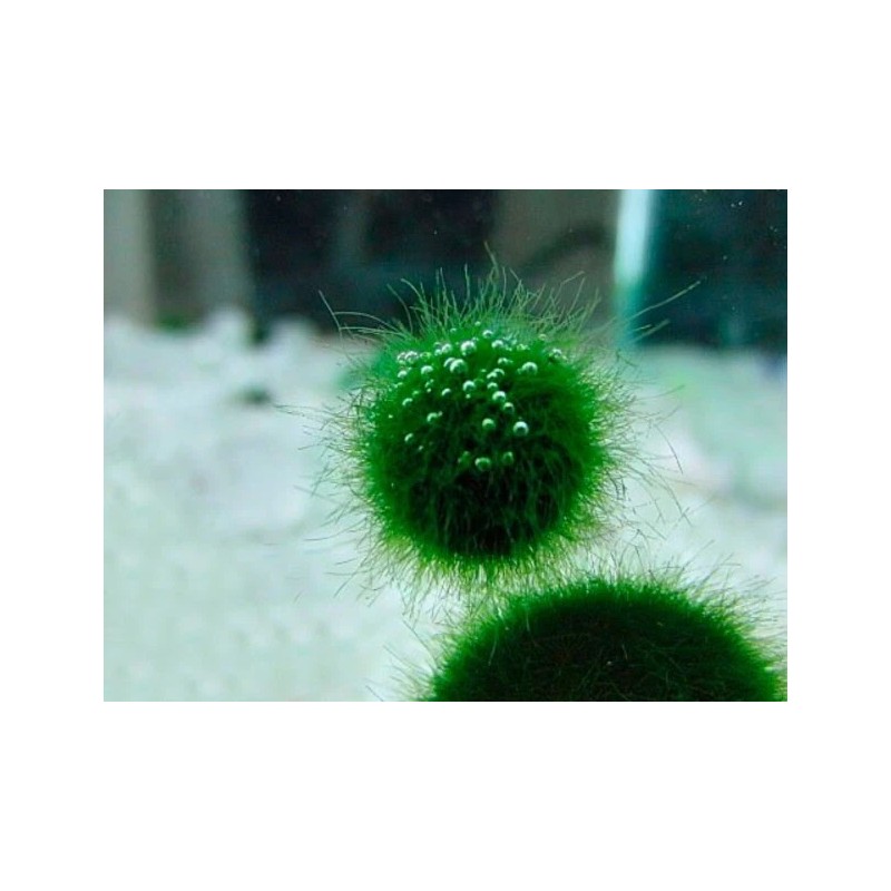 New Marimo Moss 3 Balls 0.5 inch (1.3cm) (Cladophora) Live