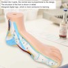 Adults Foot Model, Convenient Display Environmentally Friendly Materials Human Foot