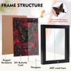 Real Butterfly Framed Butterfly Taxidermy - Butterfly Shadow Box, Real
