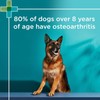 PAW By Blackmores OsteoSupport Joint Care (Powder For Dogs) 80c