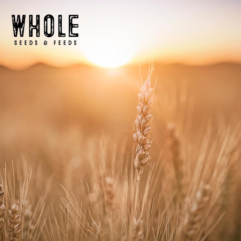 Soft Red Wheat Berries – Non‑GMO Feed Grade – 46