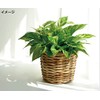 Ohashi Shinji Pot Cover, PE Planter, No. D6, Brown