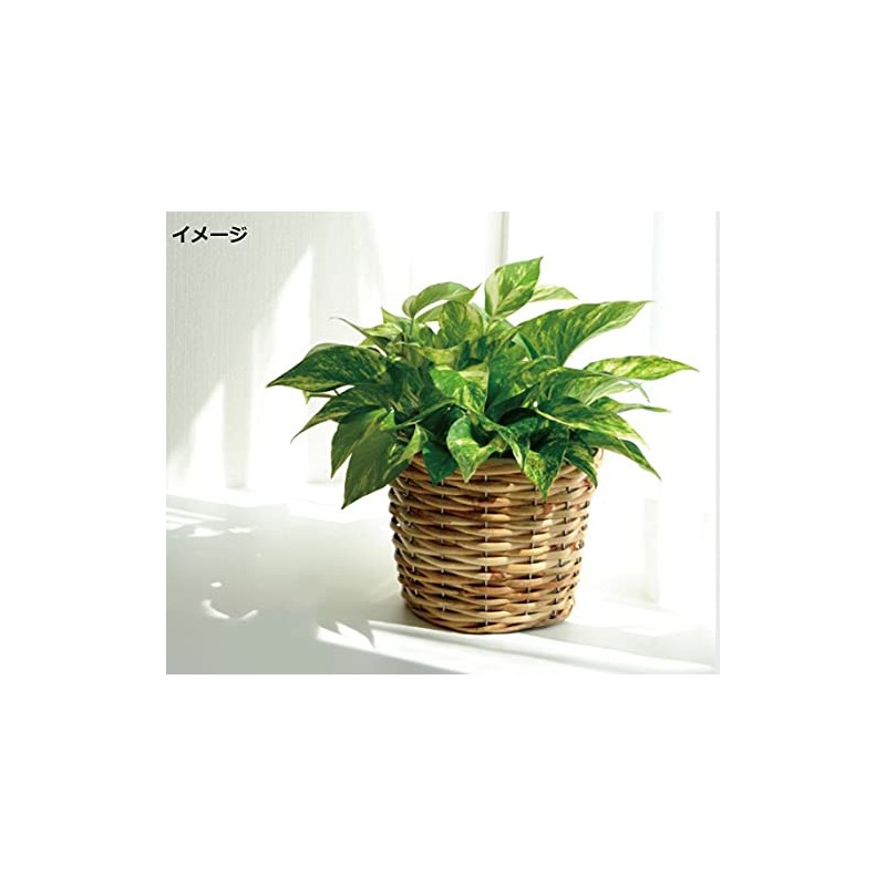 Ohashi Shinji Pot Cover, PE Planter, No. D6, Brown
