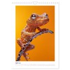 Wilderness Royale, US-Version (Wall Calendar 2026 DIN A4 Portrait), CALVENDO