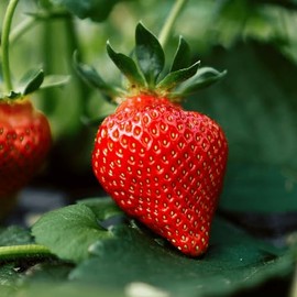 AC Valley Sunset June Bearing Bare Root Strawberry Plants – Large, Flavorful Strawberries - Late Season June Bearing Strawberry Plant Variety from Hand Picked Nursery (15)