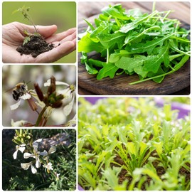 SEBIOLA Arugula Seeds for Planting - 1000 Heirloom Non-GMO Seeds, Fast-Growing Salad Greens, Ideal for Gardens or Containers, Enjoy Fresh Vegetable Leaves, Thrives in Various Climates
