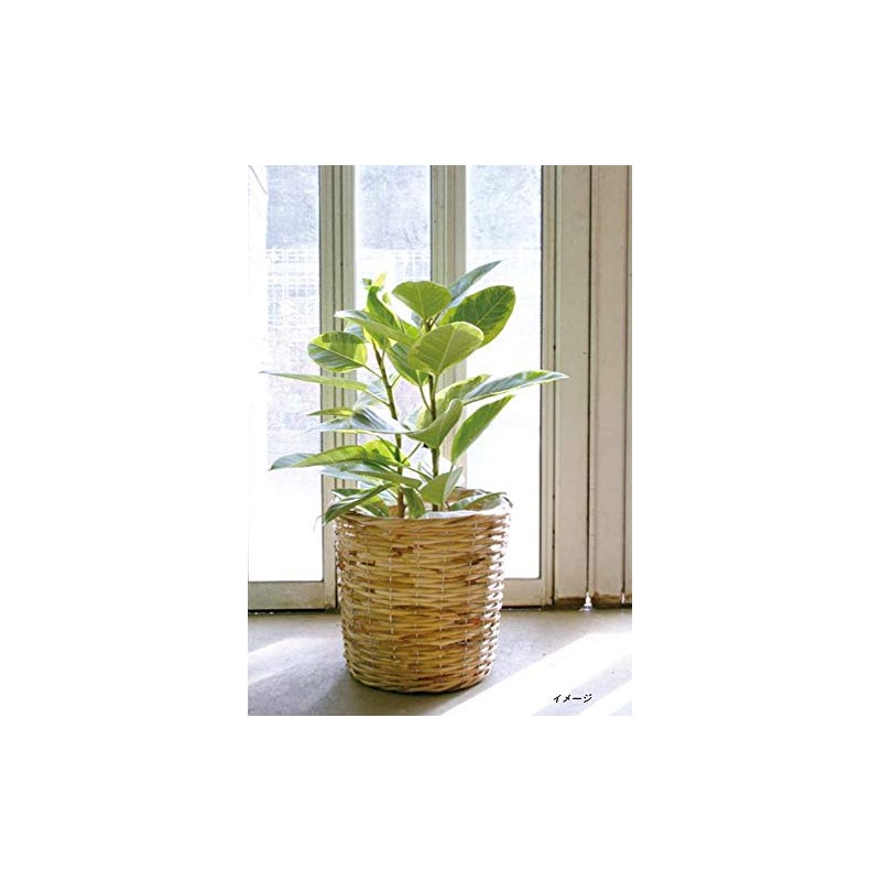 Ohashi Shinji Shoten 13-244 Pot Cover Rattan Basket No. D4