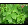 Green Jute Seeds,Saluyot, Molokhia,Corchorus olitorius-Vegetable Egyptian Spinach