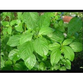 Green Jute Seeds,Saluyot, Molokhia,Corchorus olitorius-Vegetable Egyptian Spinach