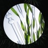 Partner company Skinbolic Tea Tree Essential Oil 5ml / 스킨볼릭