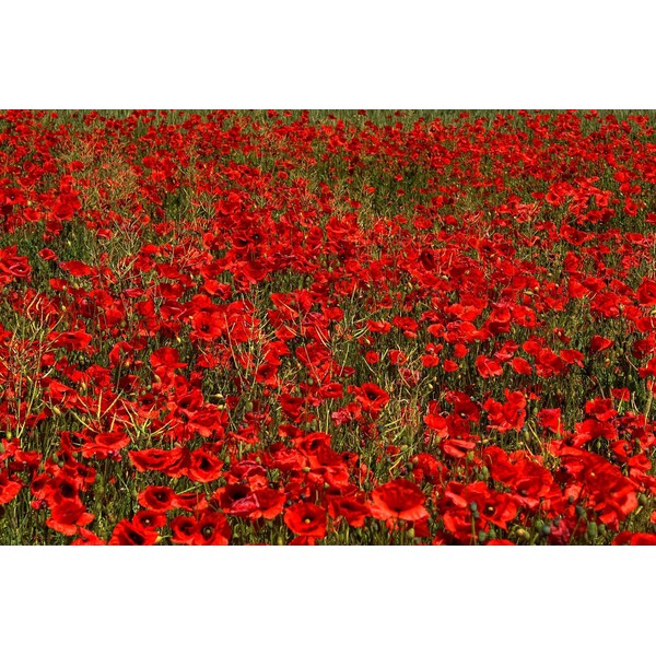 Red Poppy Seeds (Papaver rhoeas) Flower Magic - Grow Your Own Poppies at Home - Gift Packet 5000 Seeds