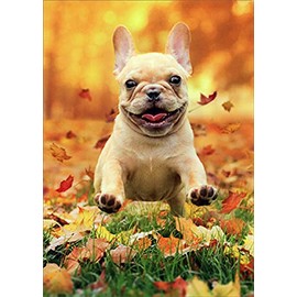Avanti Press Frenchie Jumping In Fall Leaves Cute / Funny Dog Thanksgiving Card
