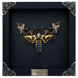 Real Death Head Moth Acherontia Black Frame Skull Butterfly Handmade Shadow Box Insect Oddity Curiosities Unique Taxidermy Collectables Tabletop Wall Art Home Decor Living Gallery Bedroom K18-01-DE