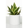 Scheurich Panna Ceramic Flower Pot Set of 2, 16 cm