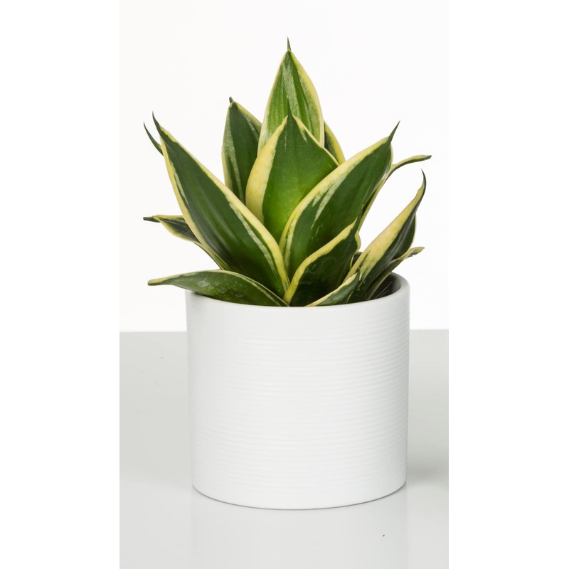 Scheurich Panna Ceramic Flower Pot Set of 2, 16 cm